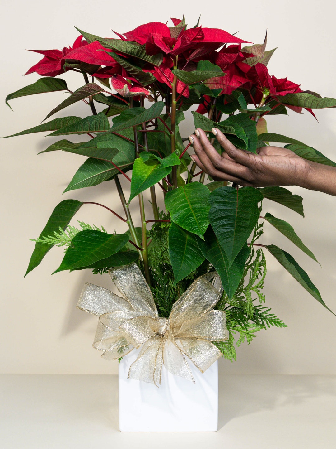 Christmas Poinsettia Delivery Los Angeles (CA) French Florist