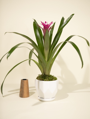 Purple Bromeliad in White Ceramic