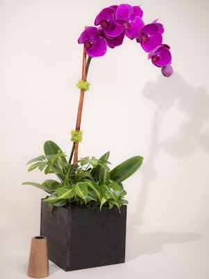 Single Purple Phalaenopsis Orchid- Wooden Box