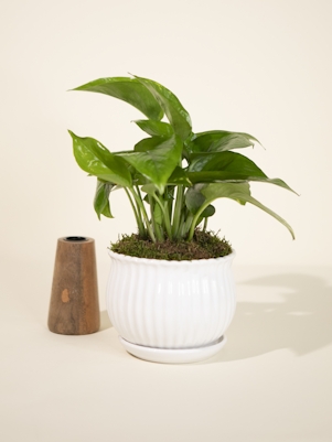 Small Pothos Plant in White Ceramic