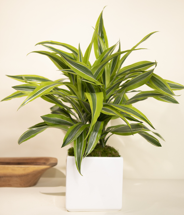 Dracaena