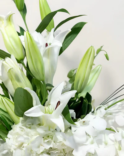 White (Short and Compact)